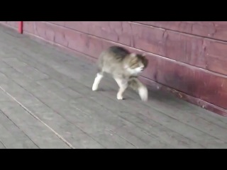 the cat walks like a horse. kotokokon