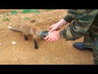 little fox approached the hunters for help (not vine)